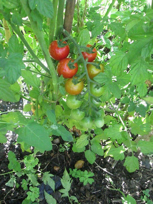 CYBEXIS Hybrid Seeds of Tomato Piccolo2000 Seeds Seed(2000 per packet)