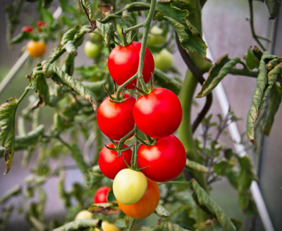 CELEBSHINE tomato Seed(115 per packet)