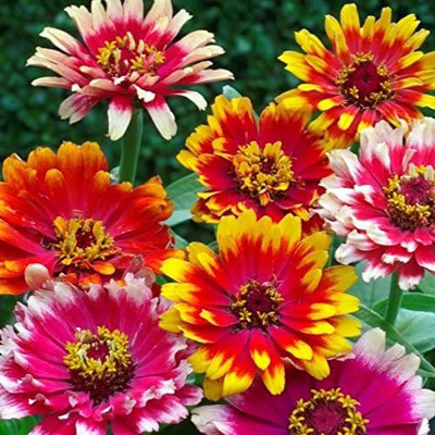 CYBEXIS Carousel Zinnia Seeds Seed(25 per packet)