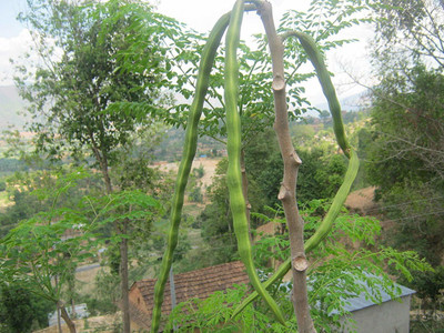 CYBEXIS HUA-48 - Moringa Wingless PKM1 Variety - (450 Seeds) Seed(450 per packet)