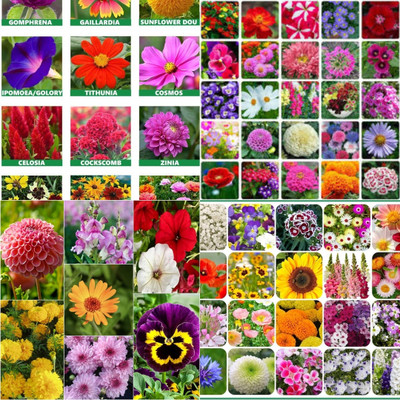 ibains All seasons flower seeds biij 202 Seed(202 per packet)