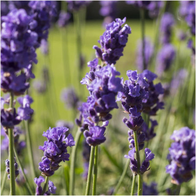 CYBEXIS XL-29 - True English Lavender - (2250 Seeds) Seed(2250 per packet)