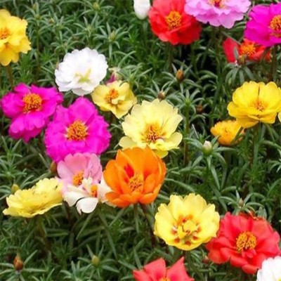 Quentova Portulaca mixed Flower Plant-NST-2A Seed(100 per packet)