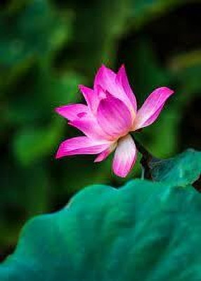 LPR Lotus seeds Seed(20 per packet)