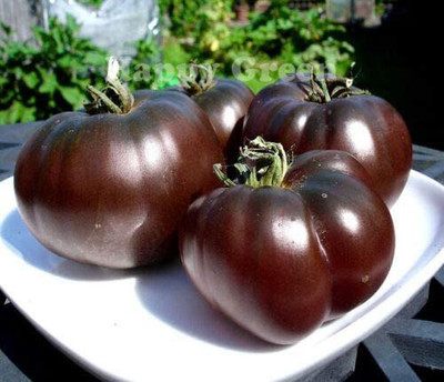 CYBEXIS Organic Seeds of Tomato Black Prince500 Seeds Seed(500 per packet)