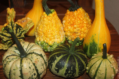 WILLVINE PUAS-560 Pumpkin Mix Giant Heirloom Seed(50 per packet)