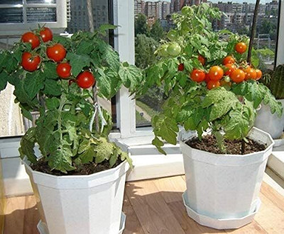 Biosnyg Organic Indoor Dwarf Tomato Seeds for Home Gardening - (2000 Seeds) Seed(2000 per packet)