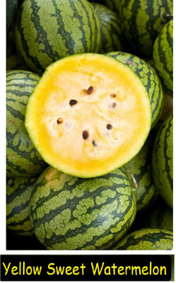 KNESSiN F1 Hybrid Yellow Crimson Watermelon Fruit Seeds For Gardening-(100 Seeds) Seed(100 per packet)