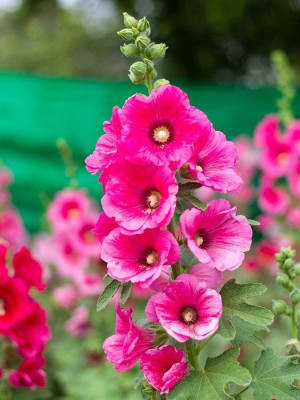 Aywal Hollyhock F1 Dwarf Flower Seeds For Kitchen Gardening Seed(10 per packet)