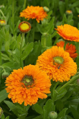 Lippy Calendula 'Dandy' Pot Marigold Seed(70 per packet)