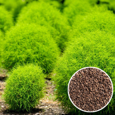 Seedsilk Grass Kochia Fire Bush Seed(40 per packet)