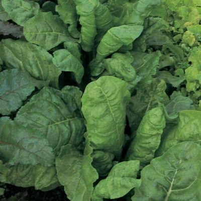DROXTY SPINACH Seed(50 per packet)