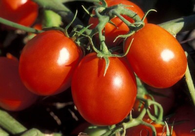 DIVINE TOMATO , TAMATAR Seed(250 per packet)