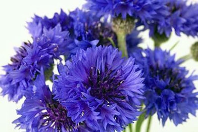NooElec Seeds India Dwarf Blue Bachelor Button Flower Seed(35 per packet)