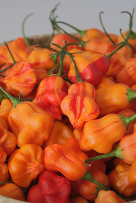 Biosnyg F1 Hybrid Zebrange Hot Chilli Seeds for Home Gardening-(2000 Seeds) Seed(2000 per packet)
