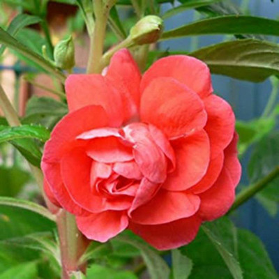 SeeGreen Mixed colour Hybrid balsam bulsam dopati mix color variety flower_20 Seed(20 per packet)