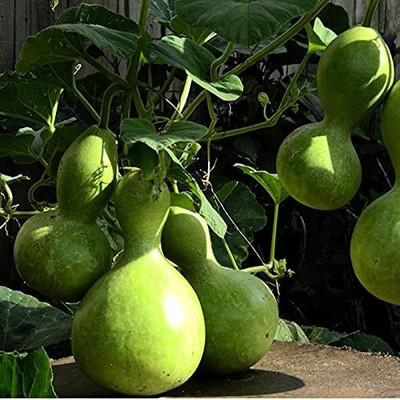 KANAYA Bottle Gourd, Round Lauki/Dudhi, Lagenaria Siceraria, Vegetable Seed(40 per packet)