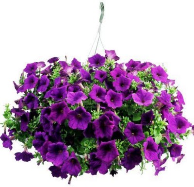 TRICONE Petunia Garden Flower Seeds for Home Gardening 35 Seeds DE28 Seed(35 per packet)