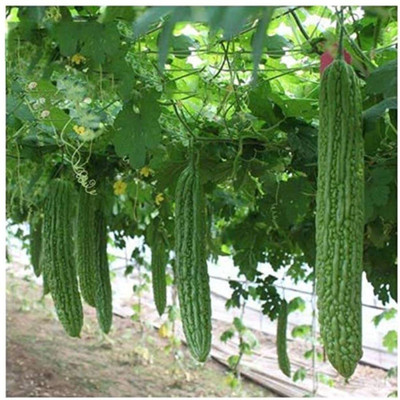 Lorvox Indian Baby Bitter Melon Seed(70 per packet)