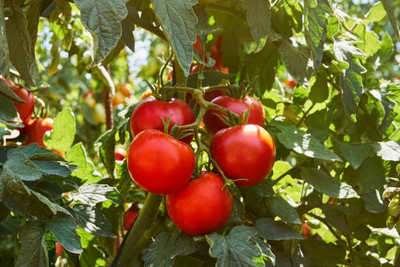 Harsh Impex tomato Seed(140 per packet)