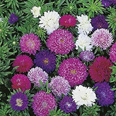 Aywal Aster Flower Seed(50 per packet)