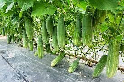 BDSresolve Veḷḷarikkāy cucumber seeds pack of 20 Seed(20 per packet)