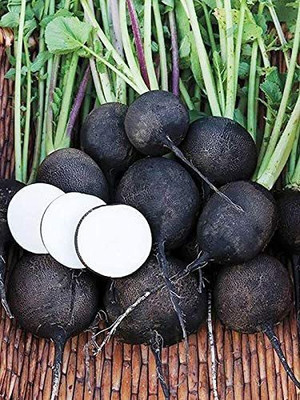 CYBEXIS LXI-90 - Black Radish - (2250 Seeds) Seed(2250 per packet)