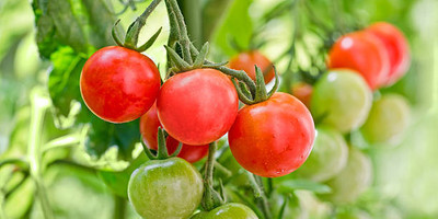 jui halder tomato Seed(65 per packet)