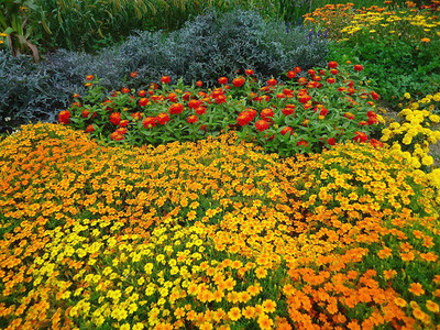 CYBEXIS XL-97 - Marigolds Mexican Mix - (250 Seeds) Seed(250 per packet)