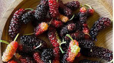 Oliver MULBERRY (shshatoot) fruit seeds Seed(89 per packet)