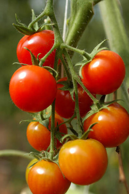 nizex tomato Seed(115 per packet)