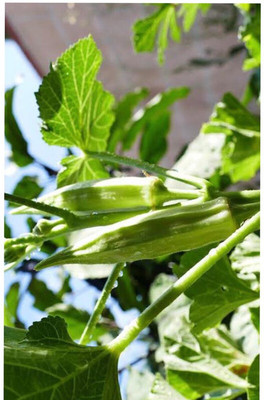 greenfarm NCV- Long Okra Seeds /Bhindi Seeds / Best Quality , 190 X Seeds ,mcv167 Seed(190 per packet)