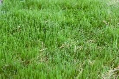 Seedsqlty Durva grass Seed(10000 per packet)