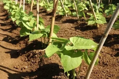 Aro Beans, French Beans Seed(10 per packet)