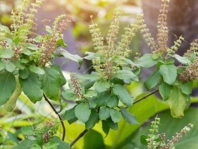 KRITHARTH Tulsi Seed(25 per packet)
