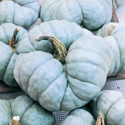 KNESSiN Early-Maturing Triamble Blue Pumpkin (400 Seeds) Seed(400 per packet)