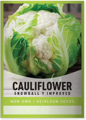 Biosnyg Cauliflower Snowball Y Improved Seed(500 per packet)