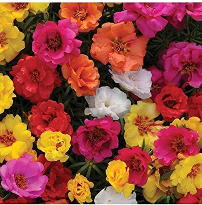 ACCELCROP Portulaca, 10 O clock Seed(20 per packet)