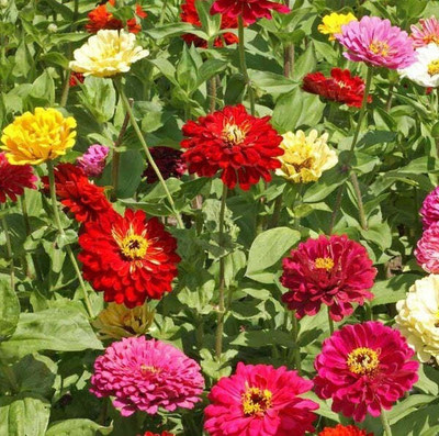Quentova ZINNIA - Scabiosa Flowered Mixed-HUA-7Y Seed(50 per packet)