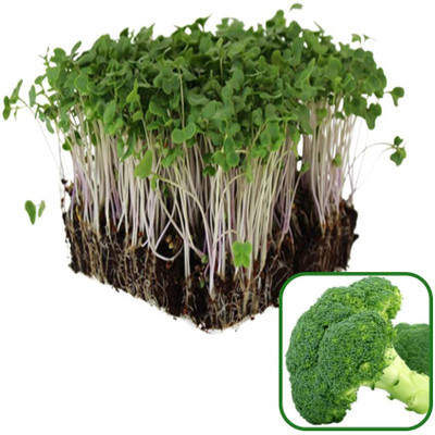 WILLVINE HUA -III Certified Non-gmo Sprouting Seeds Broccoli [1g] Seed(300 per packet)