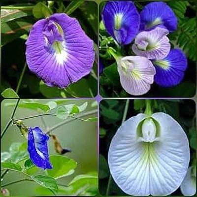 Greenfall Aparajita Double Mixed Seeds, Multi-Color Butterfly Pea (21 Per Packet) Seed(20 per packet)