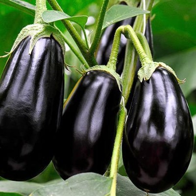 VibeX XLR-6 - Brinjal Black Beauty Eggpalnt - (1350 Seeds) Seed(1350 per packet)