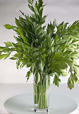 CYBEXIS PUAS-43 - Lovage (Levisticum officinale) - (2250 Seeds) Seed(2250 per packet)