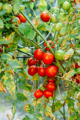 RUKDA tomato Seed(135 per packet)