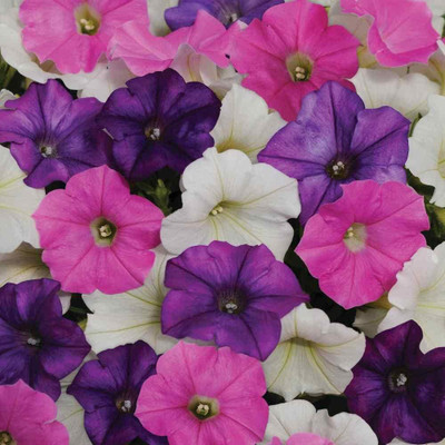Qualtivate HUA-280 Petunia Shock Wave Spreading Spark Mix Flower Seeds Seed(50 per packet)
