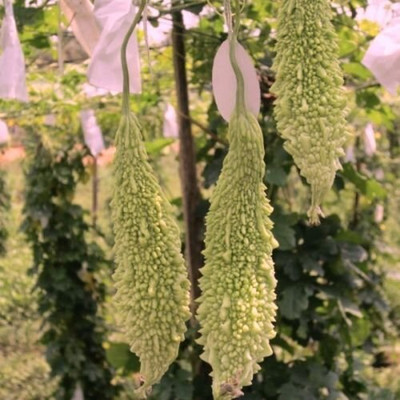 ActrovaX Hybrid Bitter Gourd White Long High Yield for Growing [400 Seeds] Seed(400 per packet)