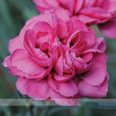 CYBEXIS Scents of Summer Pink Peony' Carnation Flower Seeds Seed(50 per packet)