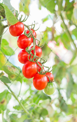 abiswas tomato Seed(85 per packet)
