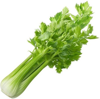 ENTENT Organic Celery-Tall Utah Seed(80 per packet)