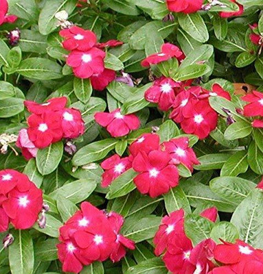 Khushi Prova Vinca Seed(70 per packet)
